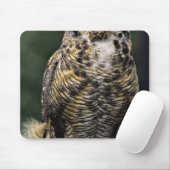 Oehoe (Bubo virginianus), volledig lichaam Muismat (Met muis)