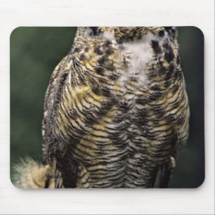 Oehoe (Bubo virginianus), volledig lichaam Muismat