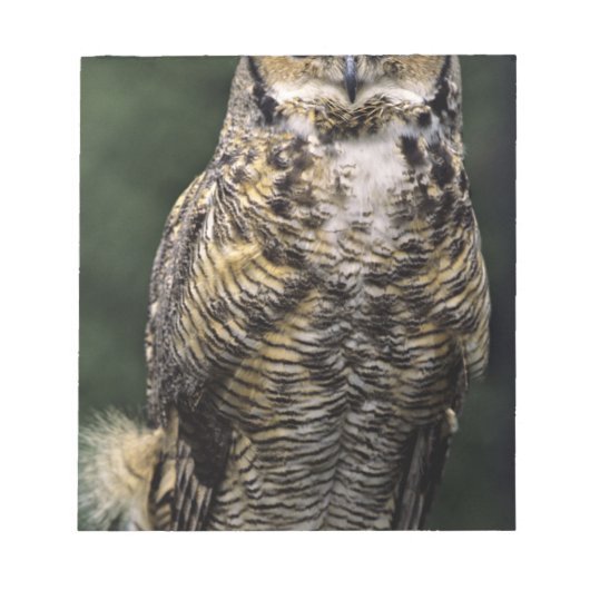 Oehoe (Bubo virginianus), volledig lichaam Notitieblok (Voorkant)