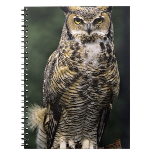 Oehoe (Bubo virginianus), volledig lichaam Notitieboek (Voorkant)