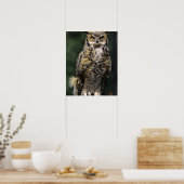 Oehoe (Bubo virginianus), volledig lichaam Poster (Keuken)