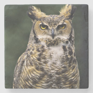 Oehoe (Bubo virginianus), volledig lichaam Stenen Onderzetter