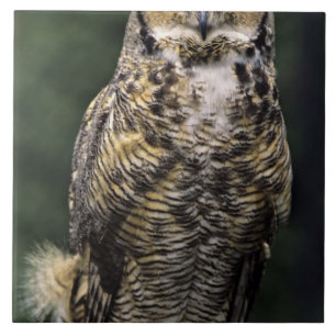 Oehoe (Bubo virginianus), volledig lichaam Tegeltje