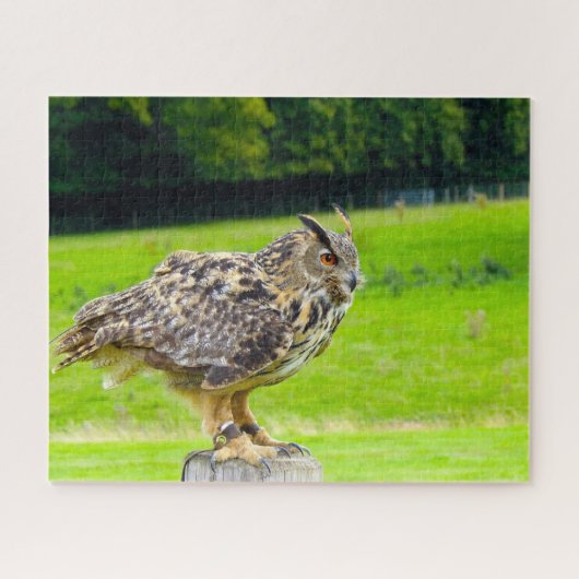 Oehoe-Roofvogel. Legpuzzel (Horizontaal)