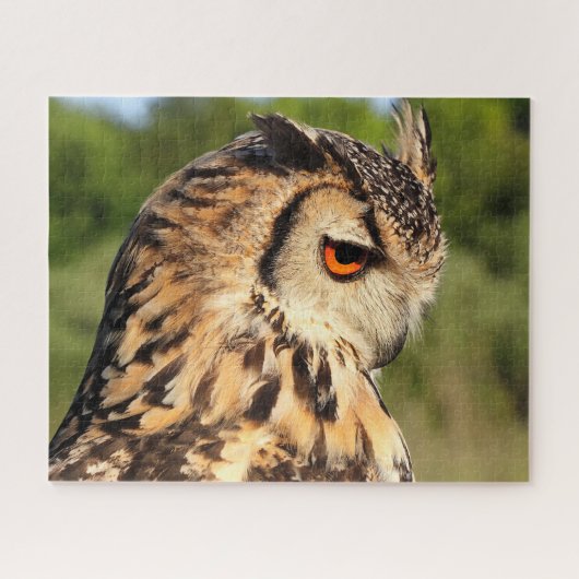 Oehoe - Roofvogels. Legpuzzel (Horizontaal)