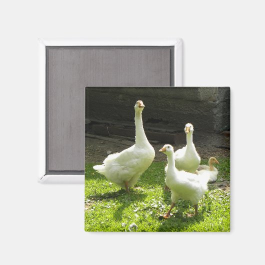 Oekraïens Magneet (Voorkant / Achterkant)