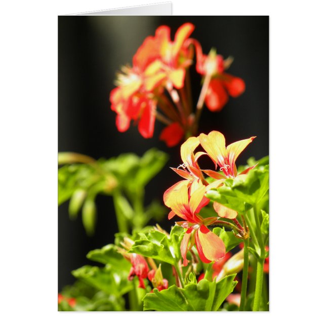 Oekraïense bloemen (Voorkant)