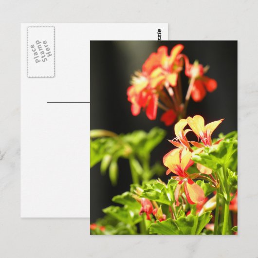 Oekraïense bloemen briefkaart (Voorkant / Achterkant)