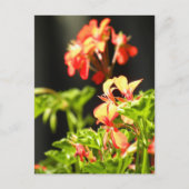 Oekraïense bloemen briefkaart (Voorkant)