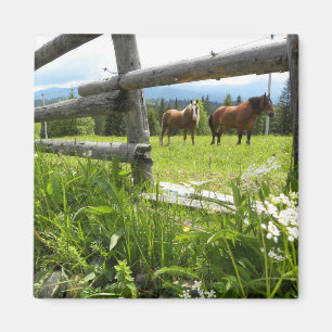 Oekraïne: in de Karpaten Magneet