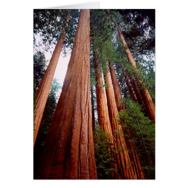 Oerbomen van de Sequoia Redwood (Voorkant)