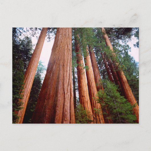 Oerbomen van de Sequoia Redwood Briefkaart (Voorkant)