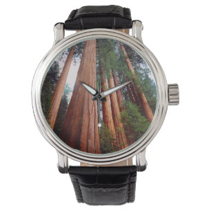 Oerbomen van de Sequoia Redwood Horloge