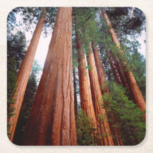 Oerbomen van de Sequoia Redwood Kartonnen Onderzetters