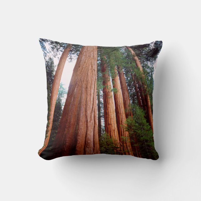 Oerbomen van de Sequoia Redwood Kussen (Voorkant)