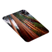 Oerbomen van de Sequoia Redwood Magneet (Rechterzijde)