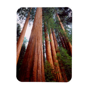 Oerbomen van de Sequoia Redwood Magneet
