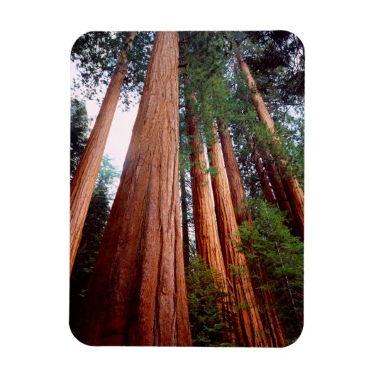 Oerbomen van de Sequoia Redwood Magneet (Verticaal)