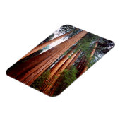 Oerbomen van de Sequoia Redwood Magneet (Linkerzijde)