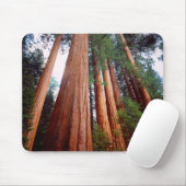 Oerbomen van de Sequoia Redwood Muismat (Met muis)