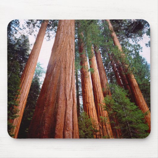 Oerbomen van de Sequoia Redwood Muismat (Voorkant)