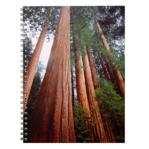 Oerbomen van de Sequoia Redwood Notitieboek