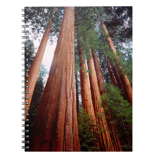 Oerbomen van de Sequoia Redwood Notitieboek (Voorkant)