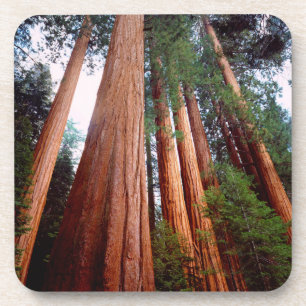 Oerbomen van de Sequoia Redwood Onderzetter