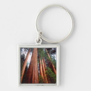 Oerbomen van de Sequoia Redwood Sleutelhanger