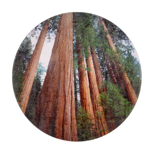 Oerbomen van de Sequoia Redwood Snijplank (Voorkant)