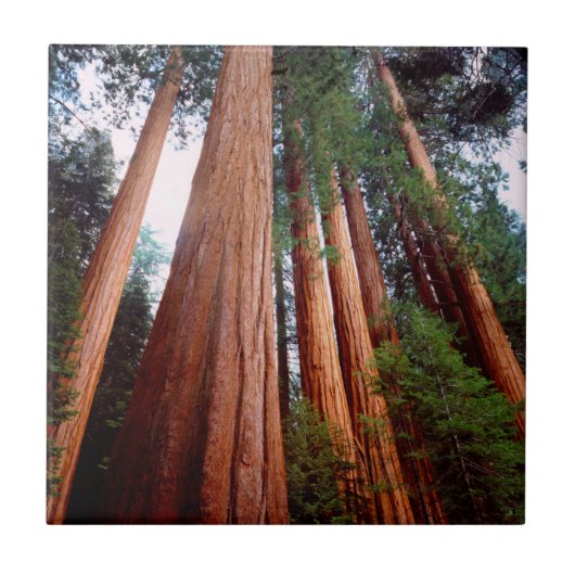 Oerbomen van de Sequoia Redwood Tegeltje (Voorkant)