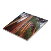 Oerbomen van de Sequoia Redwood Tegeltje (Zijkant)