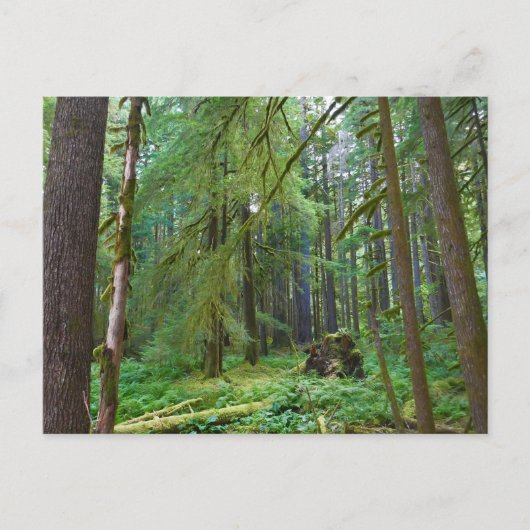 Oerbos Briefkaart (Voorkant)