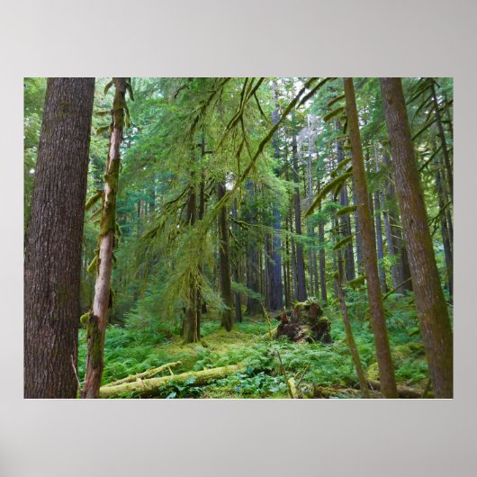 Oerbos Poster (Voorkant)