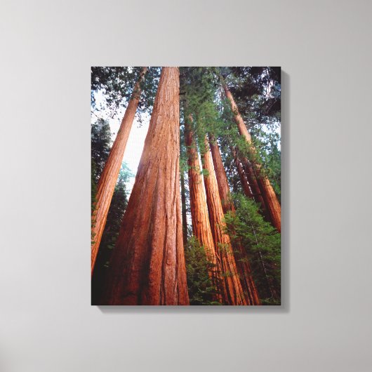 Oeroude sequoia-redwoodbomen canvas afdruk (Voorkant)