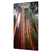 Oeroude sequoia-redwoodbomen klembord (Links)