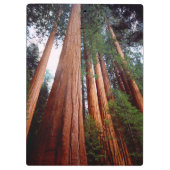 Oeroude sequoia-redwoodbomen klembord (Achterkant)