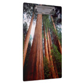 Oeroude sequoia-redwoodbomen klembord (Rechts)
