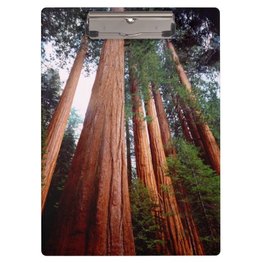 Oeroude sequoia-redwoodbomen klembord (Voorkant)