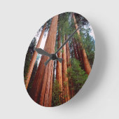 Oeroude sequoia-redwoodbomen ronde klok (Hoek)