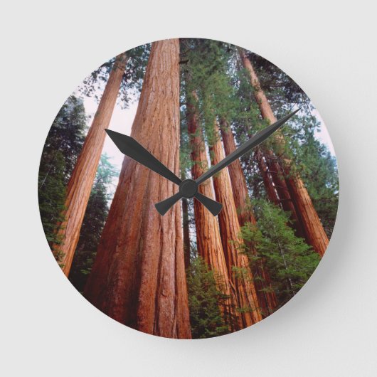 Oeroude sequoia-redwoodbomen ronde klok (Voorkant)