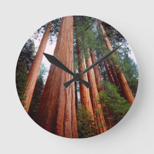 Oeroude sequoia-redwoodbomen ronde klok