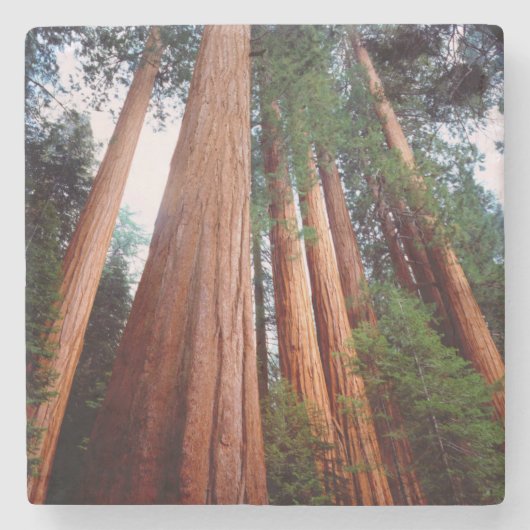 Oeroude sequoia-redwoodbomen stenen onderzetter (Voorkant)