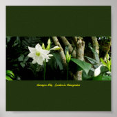 Oerwoud Amazon Lily - Eucharis Amazonica Poster (Voorkant)