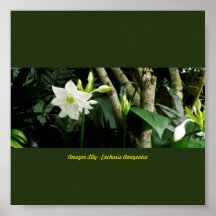 Oerwoud Amazon Lily - Eucharis Amazonica