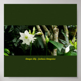 Oerwoud Amazon Lily - Eucharis Amazonica Poster