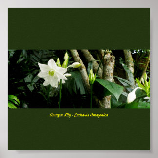 Oerwoud Amazon Lily - Eucharis Amazonica Poster