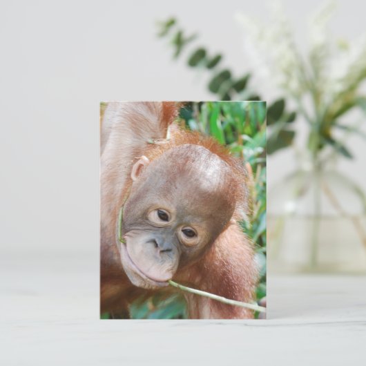 Oerwoud Dental Floss Orangutan op het eiland Borne Briefkaart (Staand voorkant)