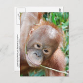 Oerwoud Dental Floss Orangutan op het eiland Borne Briefkaart (Voorkant / Achterkant)