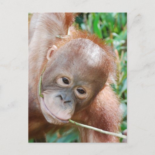 Oerwoud Dental Floss Orangutan op het eiland Borne Briefkaart (Voorkant)